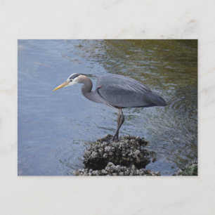 Carte Postale Grand héron bleu