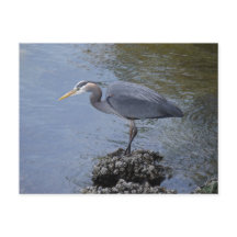 Grand héron bleu