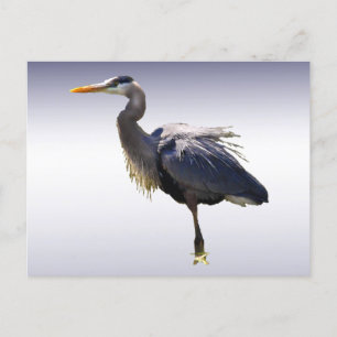 Carte Postale Grand héron bleu