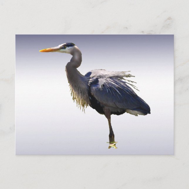 Carte Postale Grand héron bleu (Devant)