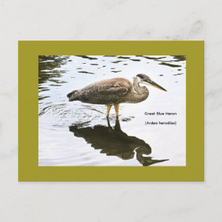 Carte Postale Grand Héron bleu (Ardea herodias)
