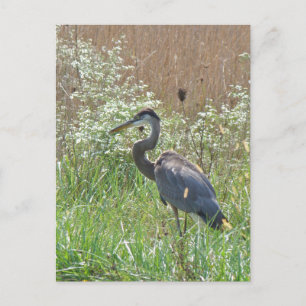 Carte Postale Grand héron bleu - Ardea herodias