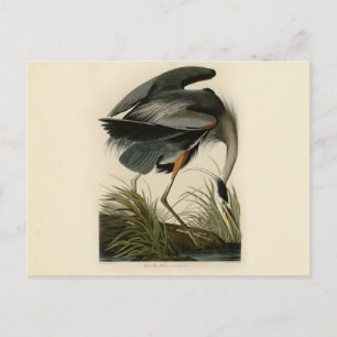 Carte Postale Grand Héron bleu d'Audubon Marais Oiseau
