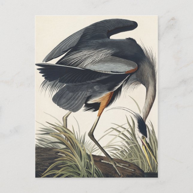 Carte Postale Grand héron bleu des oiseaux d'Amérique (Devant)