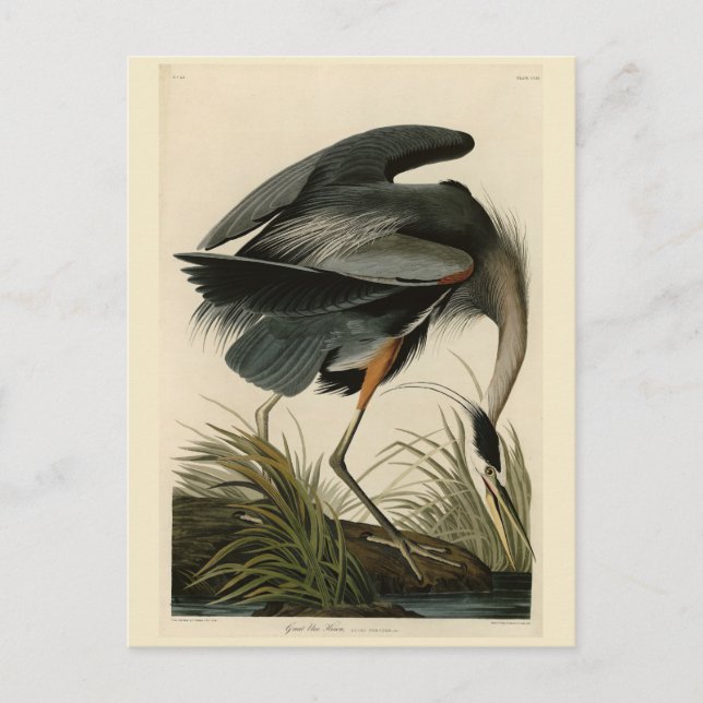 Carte Postale Grand héron bleu des oiseaux d'Amérique d'Audubon (Devant)