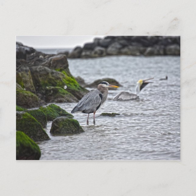 Carte Postale Grand héron bleu et pélican Brown (Devant)