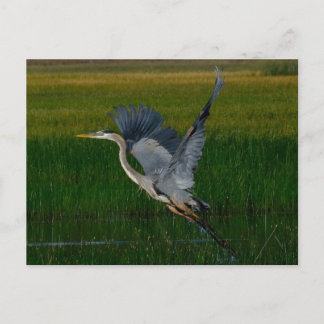 Carte Postale Grand Héron Bleu "levant"