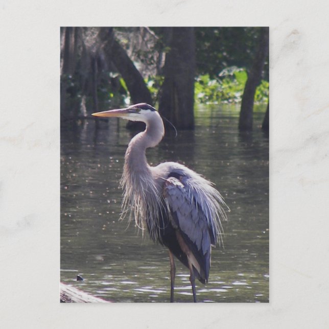Carte Postale Grand Héron Bleu Pêche pour le déjeuner (Devant)
