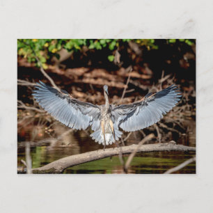 Carte Postale Grand Héron Bleu sur un log