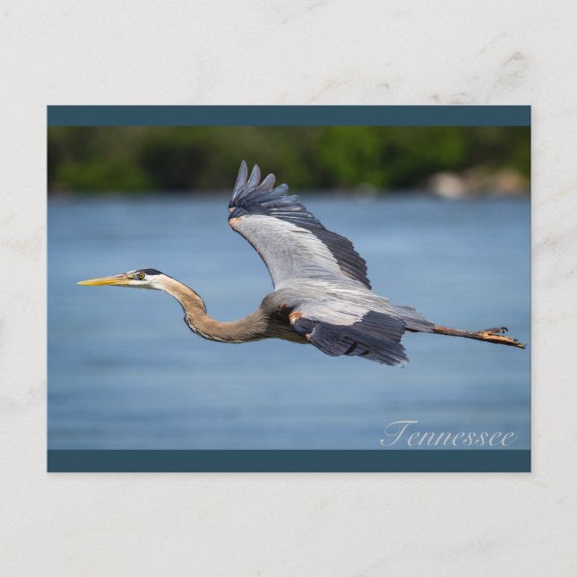 Carte Postale Grand Héron bleu volant au Tennessee (Devant)