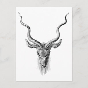 Carte Postale Grand Kudu