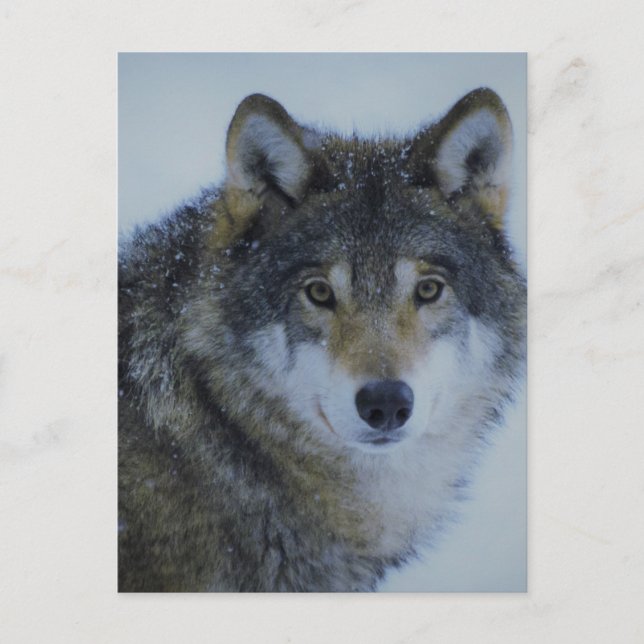 Carte Postale Grand magnifique loup gris dans la nature (Devant)