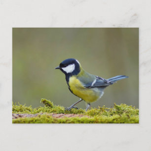 Carte Postale Grand méchant