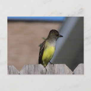 Carte Postale Grand Moucherolle