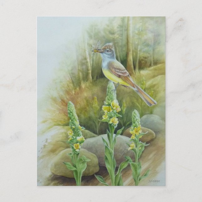Carte Postale Grand Moucherolle à griffe d'oiseau Aquarelle Art (Devant)