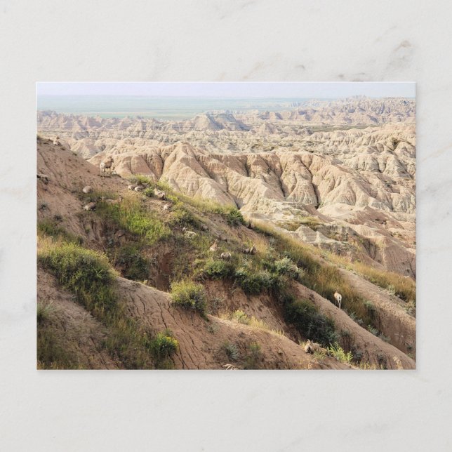 Carte Postale Grand mouton de la Corne au parc national Badlands (Devant)