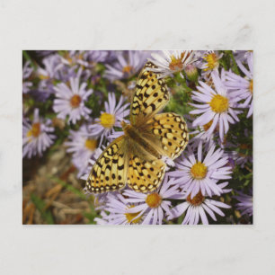 Carte Postale Grand Nacré sur des fleurs d'Aster au Grand Teton
