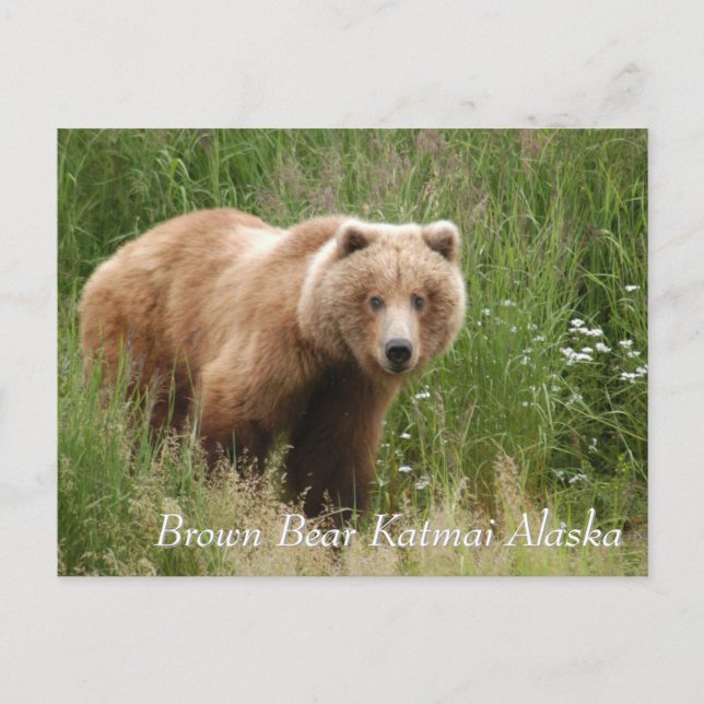 Carte Postale Grand ours Brown Katmai Alaska (Devant)