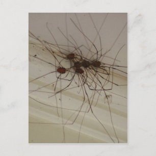 Carte Postale grand papa longues jambes cadeaux d'araignée