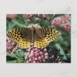 Carte Postale Grand Papillon Fritillaire Spangé