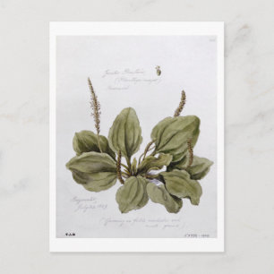 Carte Postale Grand Plantain, peint à Bayswater, 24 juillet