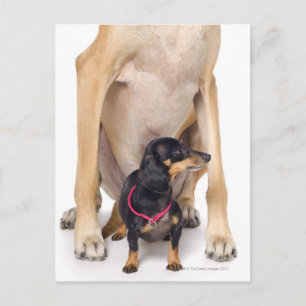 Carte Postale Grand portrait Dane et Dachshund