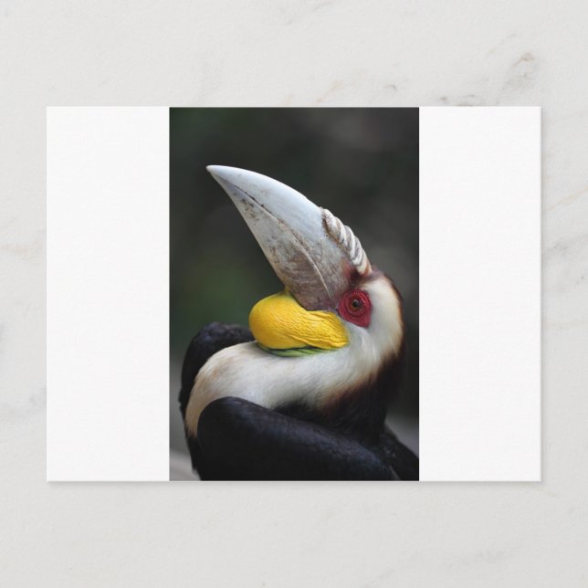 Carte Postale Grand portrait d'oiseau de corneille (Devant)