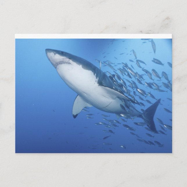 Carte Postale Grand requin blanc (Devant)