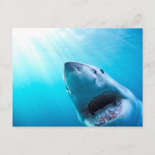 Carte Postale Grand requin blanc   Afrique du Sud
