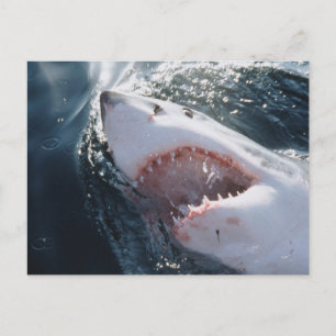 Carte Postale Grand requin blanc en mer