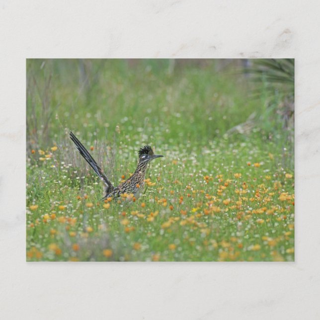 Carte Postale Grand Roadrunner, Geococcyx (Devant)