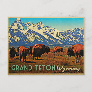 Carte Postale Grand Teton Wyoming Buffalo