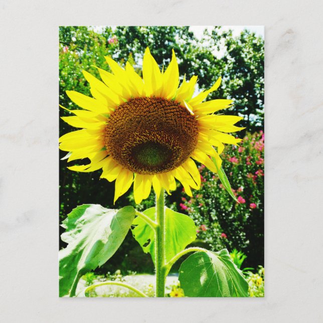 Carte Postale Grand tournesol jaune (Devant)