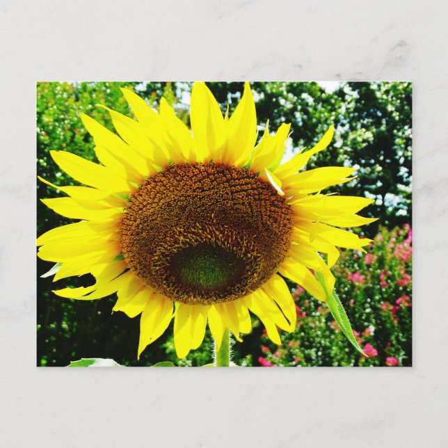 Carte Postale Grand tournesol jaune (Devant)