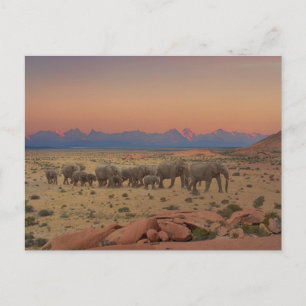 Carte Postale Grand troupeau d'éléphants