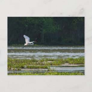 Carte Postale Grande Aigrette Blanche en Vol