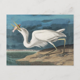 Carte Postale Grande Aigrette d'Audubon : Oiseau côtier vintage