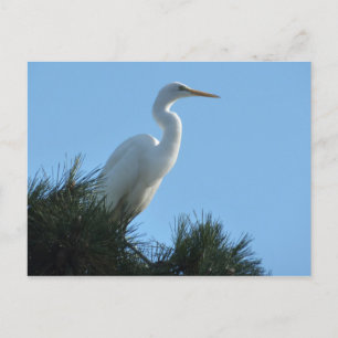 Carte Postale Grande Aigrette en Floride ensoleillée