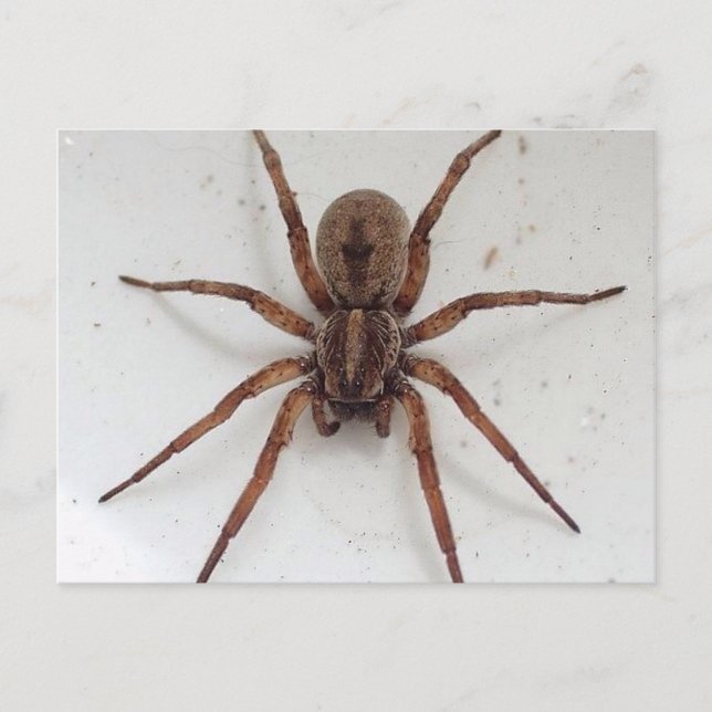 Carte Postale grande araignée à l'apparence marron (Devant)