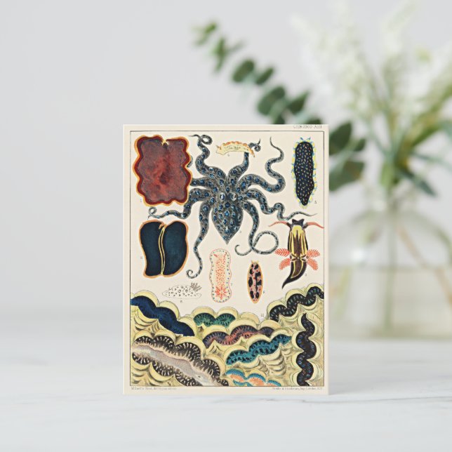 Carte Postale Grande barrière de corail d'Australie (Debout devant)