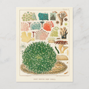 Carte Postale Grande barrière vintage de corail d'Australie