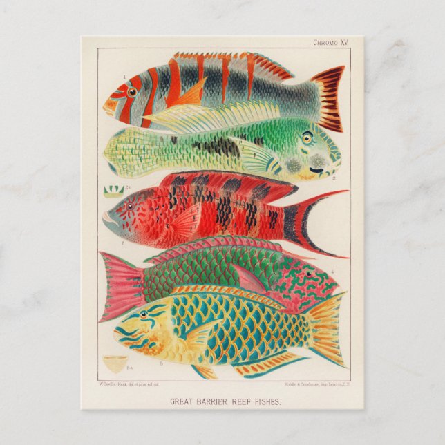 Carte Postale Grande barrière vintage de l'Australie Poissons (Devant)
