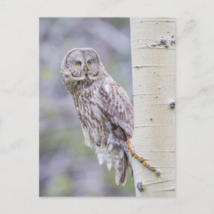 Carte Postale Grande branche de tremble gris