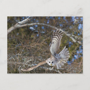Carte Postale Grande Chouette Grise en Vol