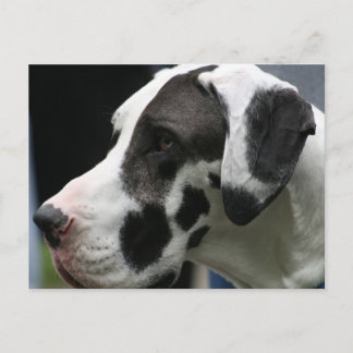 Carte Postale Grande Dane