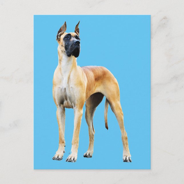 Carte Postale Grande Dane (Devant)