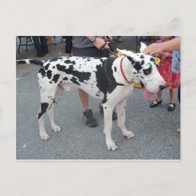 Carte Postale Grande Dane (Devant)