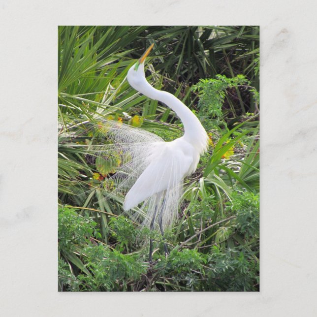 Carte Postale Grande Danse d'amour d'Aiguille blanche (Devant)