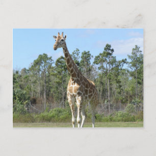 Carte Postale Grande Giraffe Au Zoo
