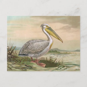 Carte Postale Grande illustration Vintage d'oiseaux pélicans bla